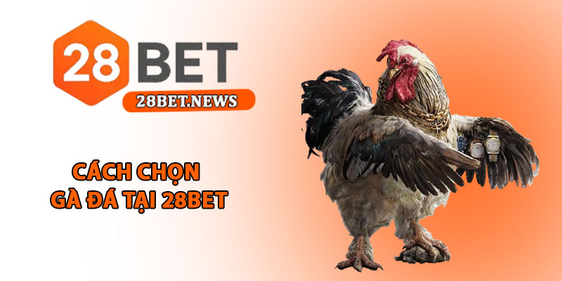 Cách chọn gà đá tại 28bet - Bí quyết chọn chiến kê thắng lớn 1 Cách chọn gà đá tại 28bet - Bí quyết chọn chiến kê thắng lớn