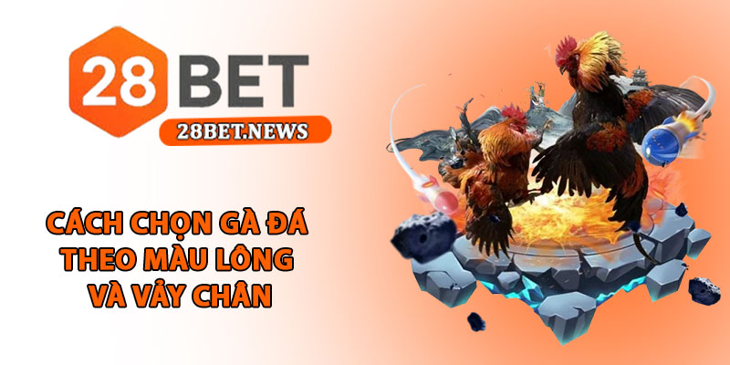 Cách chọn gà đá tại 28bet - Bí quyết chọn chiến kê thắng lớn 2 Cách chọn gà đá theo màu lông và vảy chân