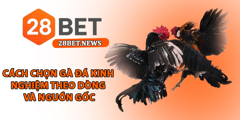 Cách chọn gà đá tại 28bet - Bí quyết chọn chiến kê thắng lớn 3 Cách chọn gà đá kinh nghiệm theo dòng và nguồn gốc