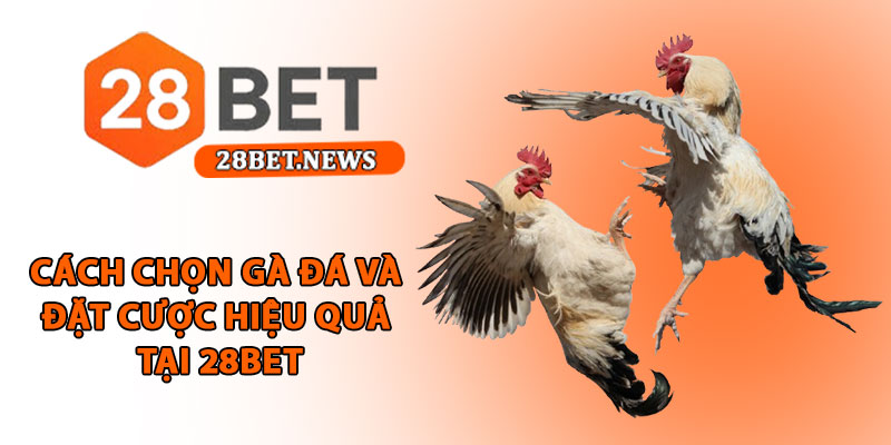 Cách chọn gà đá tại 28bet - Bí quyết chọn chiến kê thắng lớn 4 Cách chọn gà đá và đặt cược hiệu quả tại 28bet
